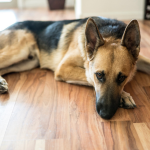 hardwood floors protected from whole-home humidifier